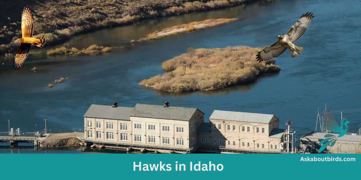 Hawks in Idaho