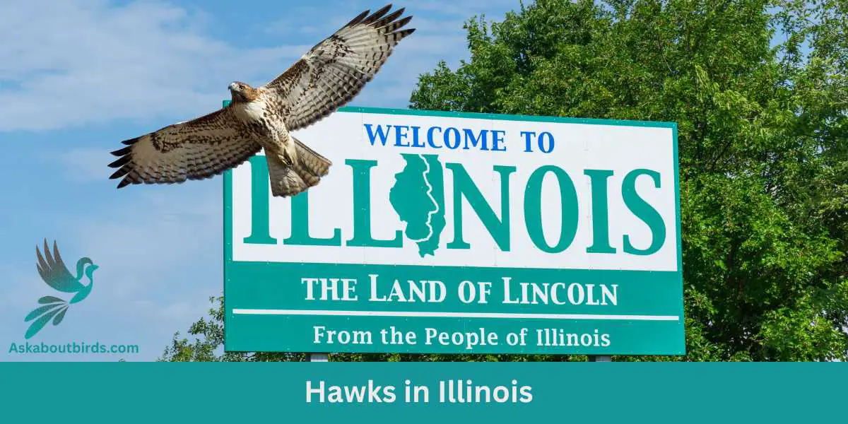 Discovering Hawks in Illinois: 9 Species (Guide + Pictures)