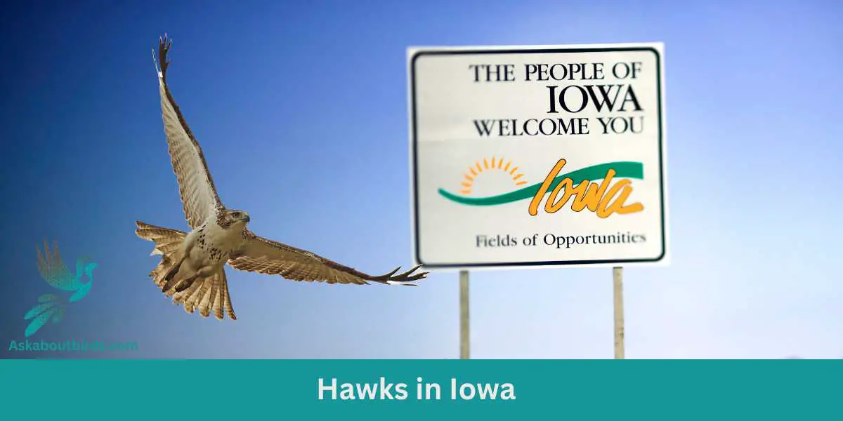 Hawks in Iowa