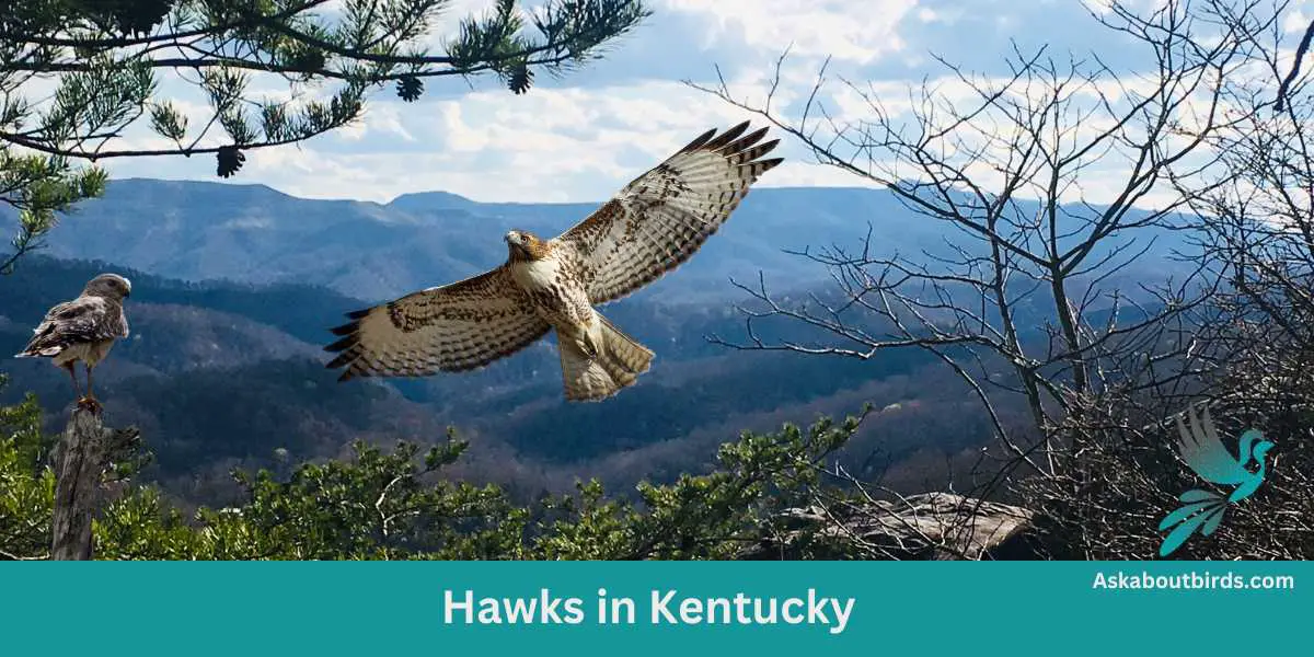 Hawks in Kentucky (8 Species – With Photos)