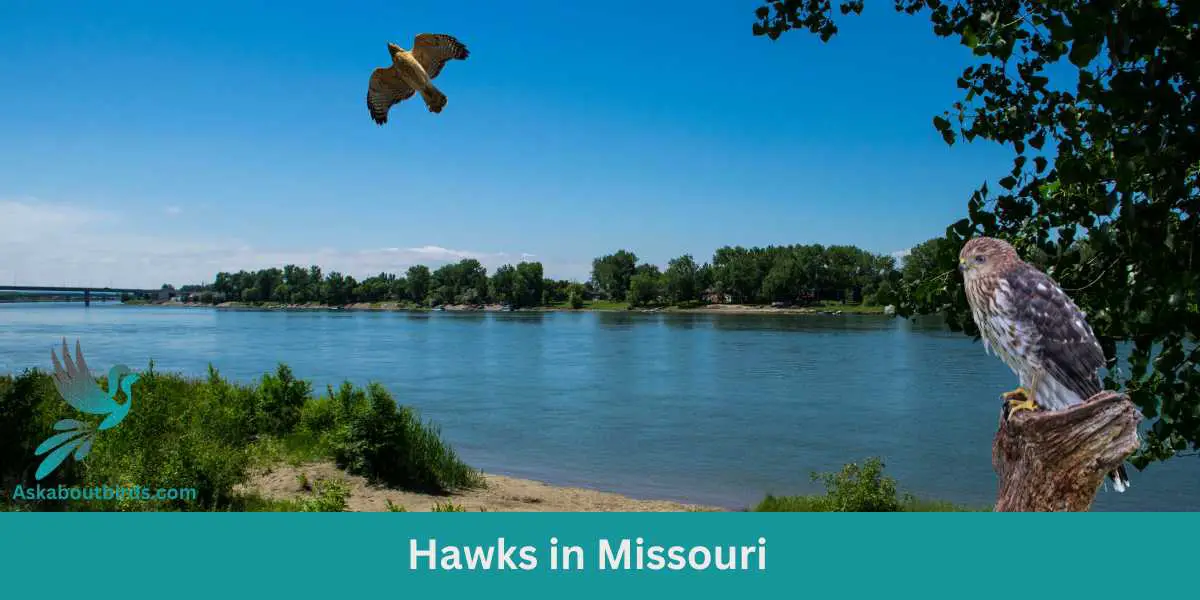 9 Types of Hawks in Missouri (Photos + Guide) - Ask About Birds