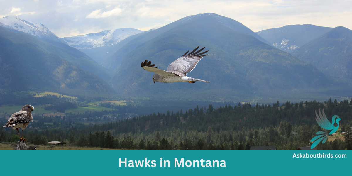 10 Fascinating Hawks in Montana (+ Photo Guide) - Ask About Birds