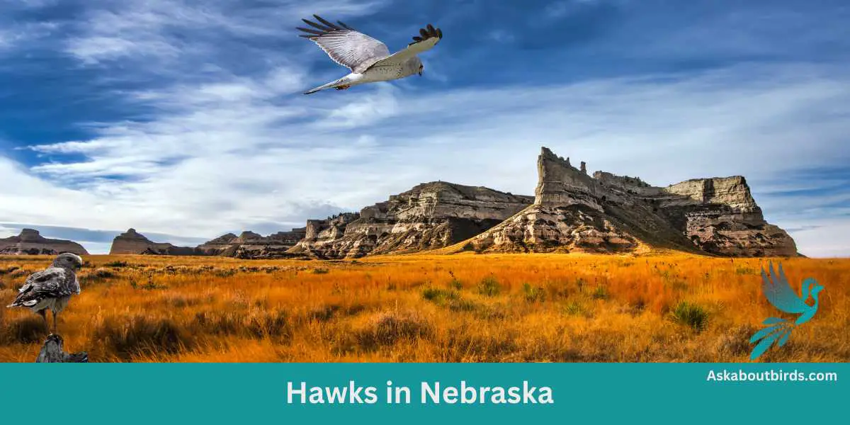 10 Amazing Hawks in Nebraska (With Photos!)