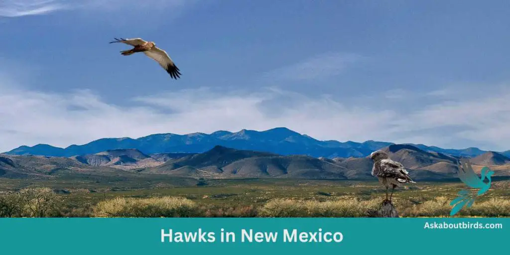 14 Types of Hawks in New Mexico (Photo Guide) - Ask About Birds