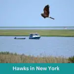 9 Incredible Hawks in New York (With Photo Guide)