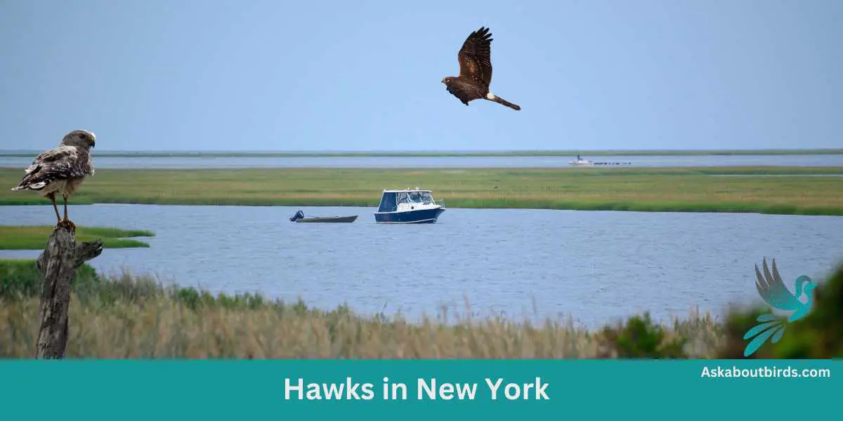 Hawks in New York