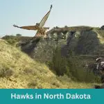 10 Stunning Hawks in North Dakota (Complete Guide)