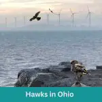 Discover 9 Majestic Hawks in Ohio (+ Guide)