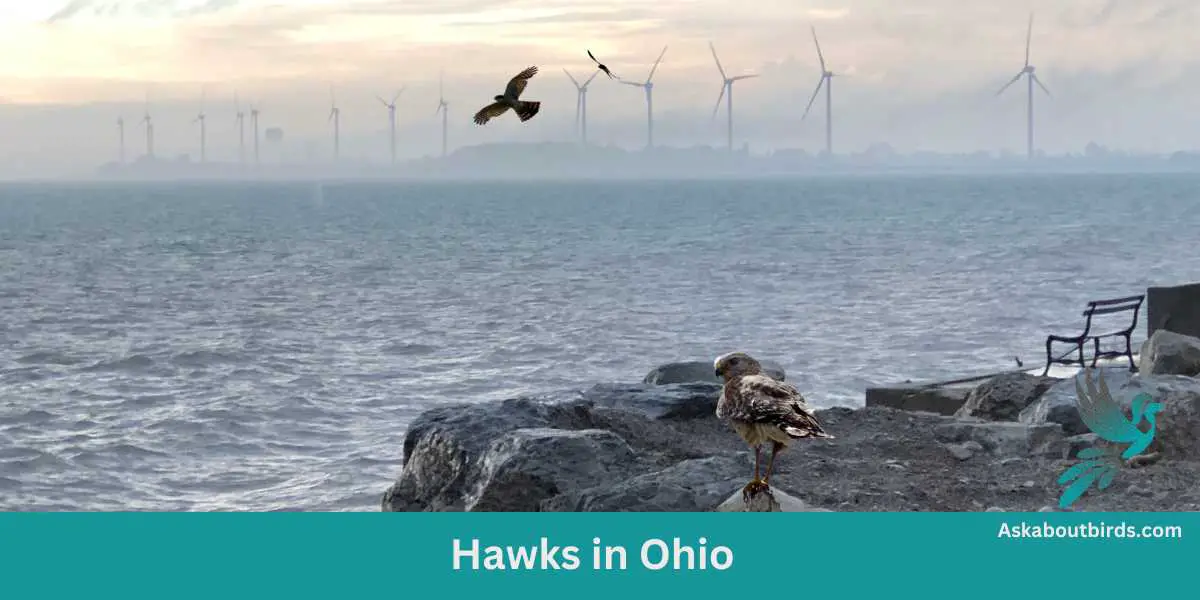 Discover 9 Majestic Hawks in Ohio (+ Guide)