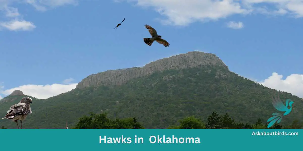 Hawks in Oklahoma