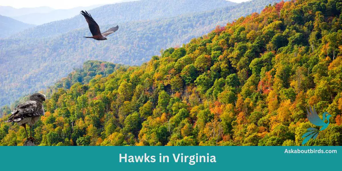 Shenandoah National Park Hawks in Virginia