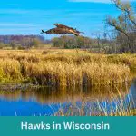 10 Fascinating Hawks in Wisconsin: (+ Photos)