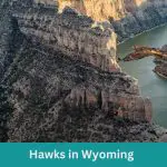 Discover 10 Hawks in Wyoming (+ Guide)