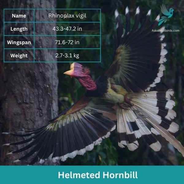 Helmeted Hornbill attributes