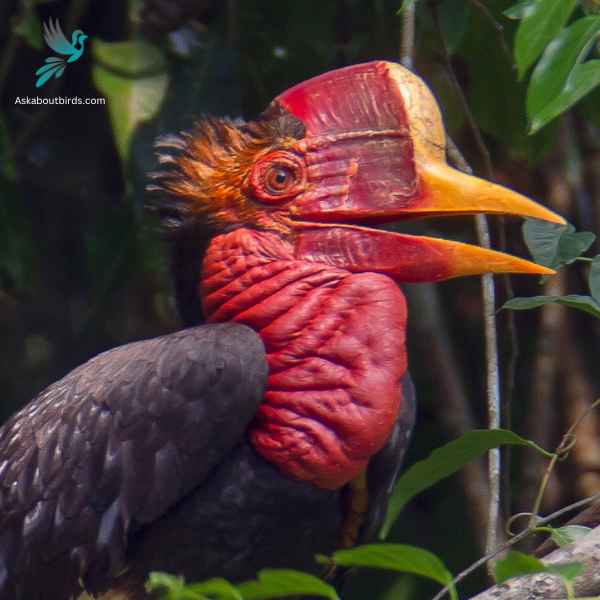 Helmeted Hornbill close up