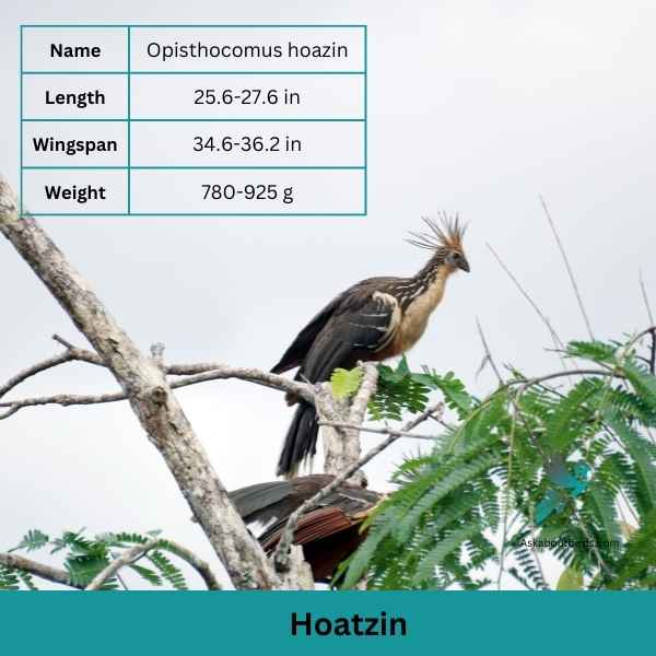 Hoatzin attributes