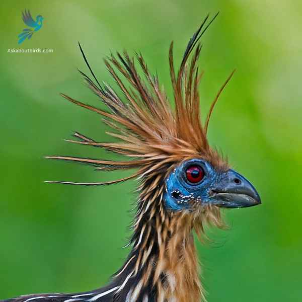 Hoatzin close up