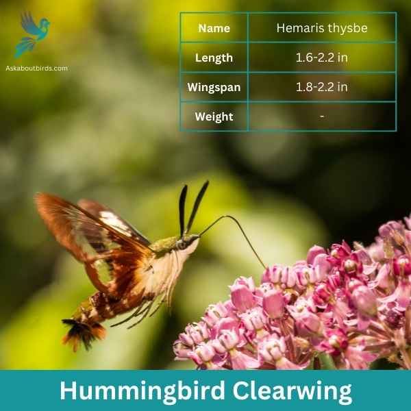 Hummingbird Clearwing attributes 1