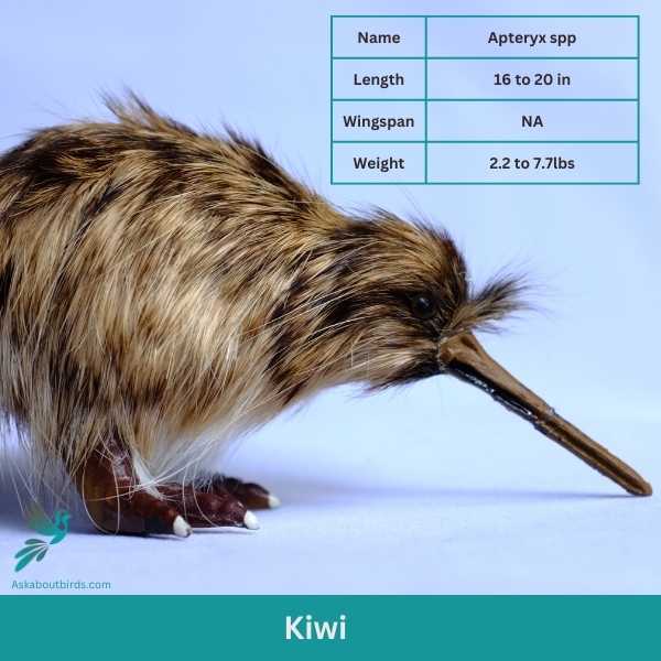 Kiwi 1