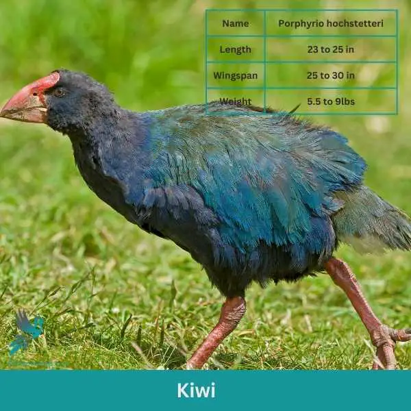 Kiwi 2 1