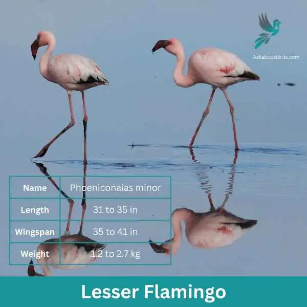 Lesser Flamingo attributes