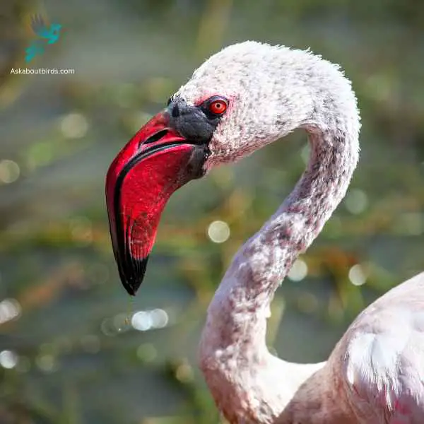 Lesser Flamingo close up