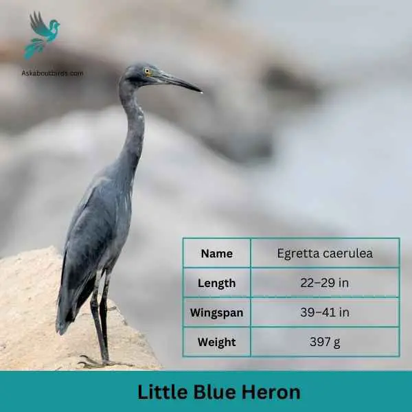 Little Blue Heron attributes