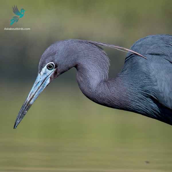 Little Blue Heron close up