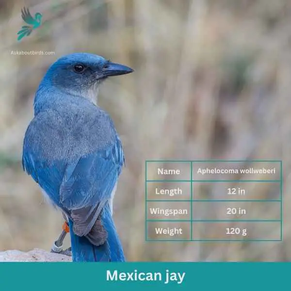 Mexican Jay attributes