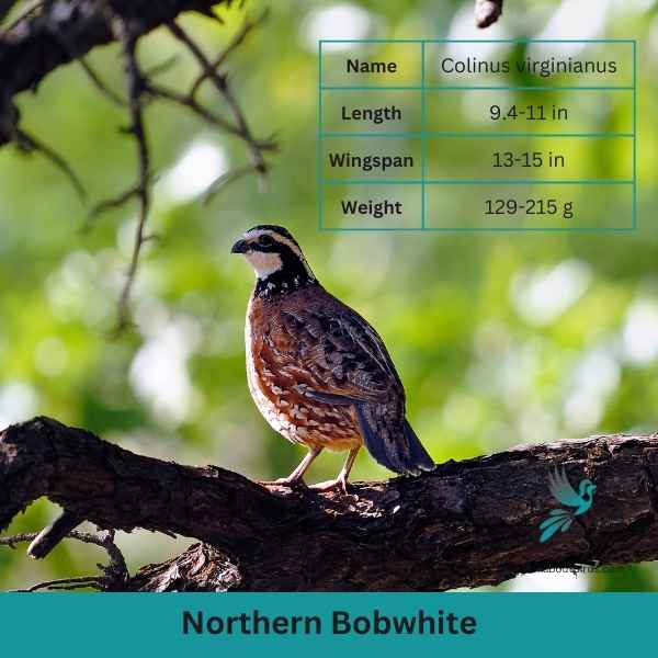 Northern Bobwhite attributes