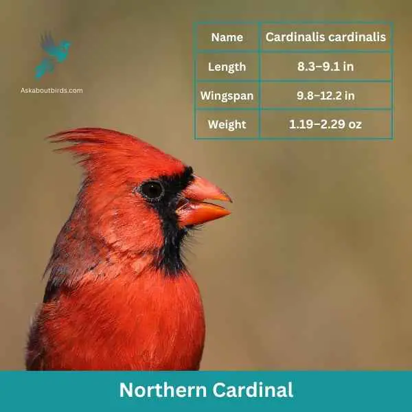 Northern Cardinal attributes 1 3