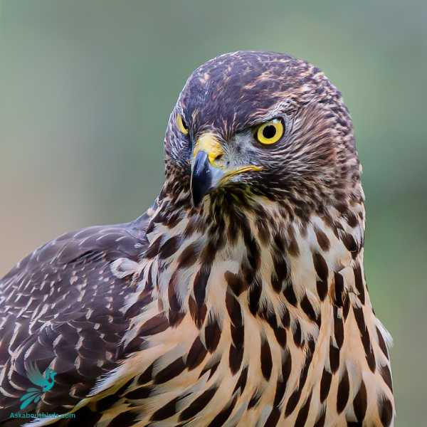 Northern Goshawk 2