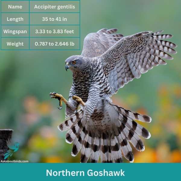 Northern Goshawk