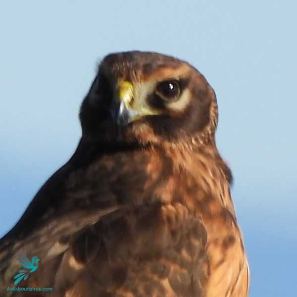 Northern Harrier 2