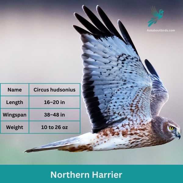 Northern Harrier