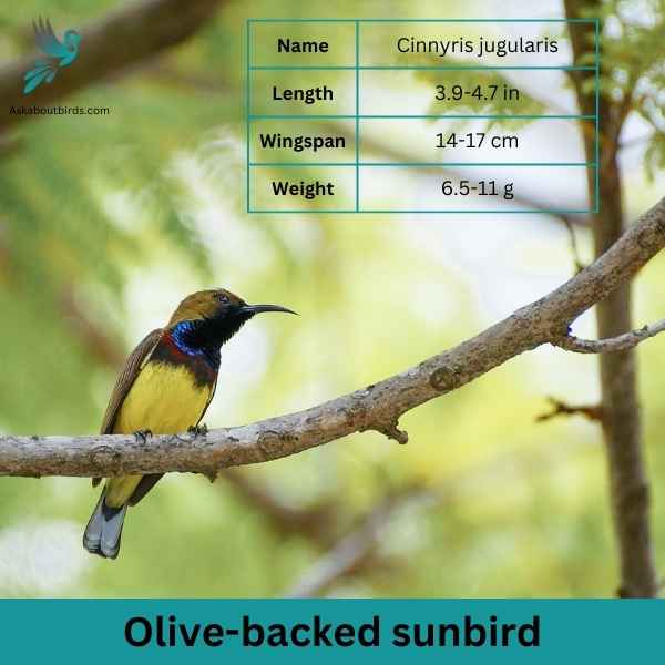 Olive backedsunbird attributes