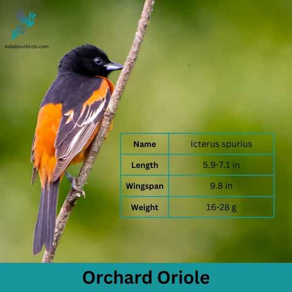 Orchard Oriole attributes