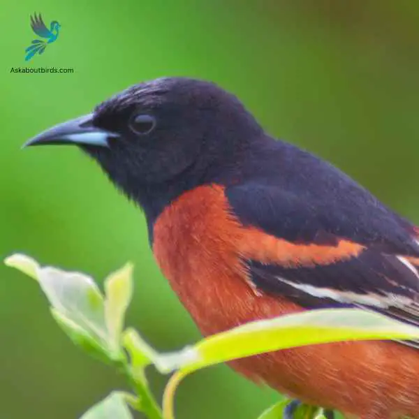 Orchard Oriole close up