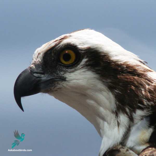 Osprey 2