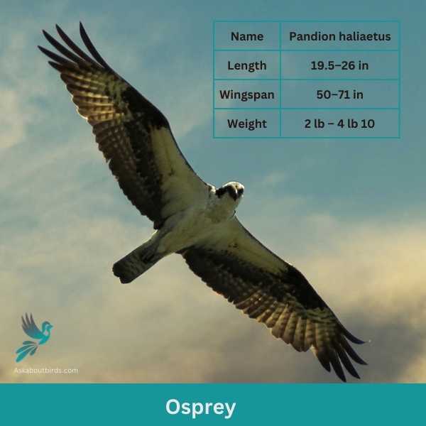 Osprey