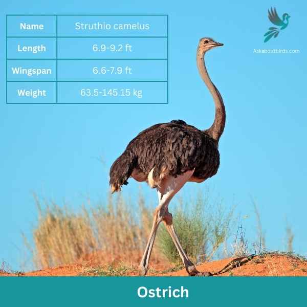 Ostrich attributes