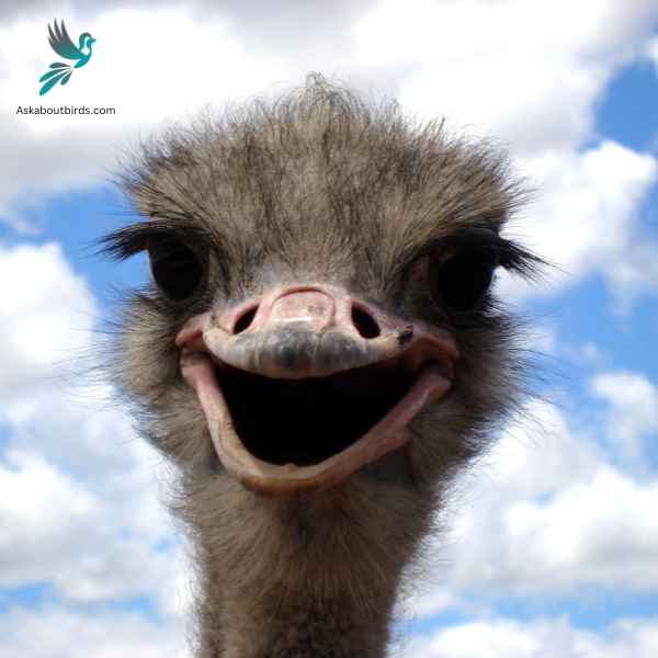 Ostriches close up