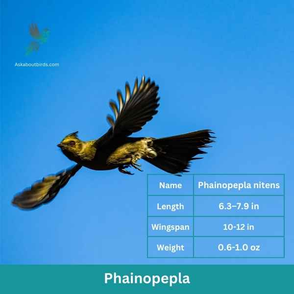 Phainopepla attributes