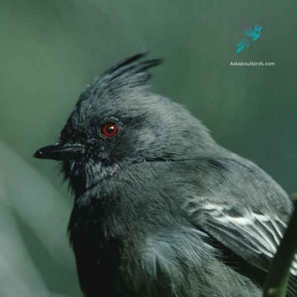 Phainopepla close up