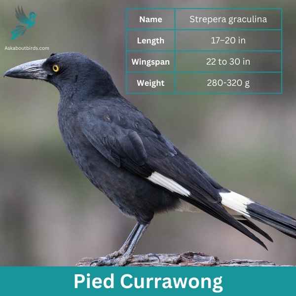 Pied Currawong attributes 1