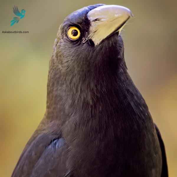 Pied Currawong close up 1