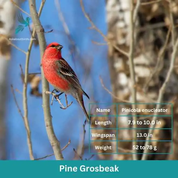 Pine Grosbeak attributes