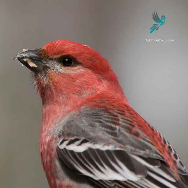 Pine Grosbeak close up