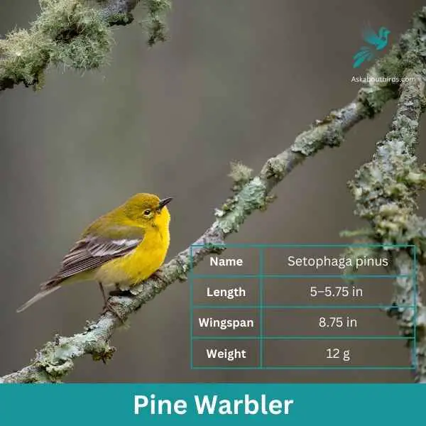 Pine Warbler attributes