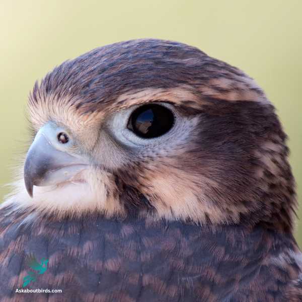 Prairie Falcon 2